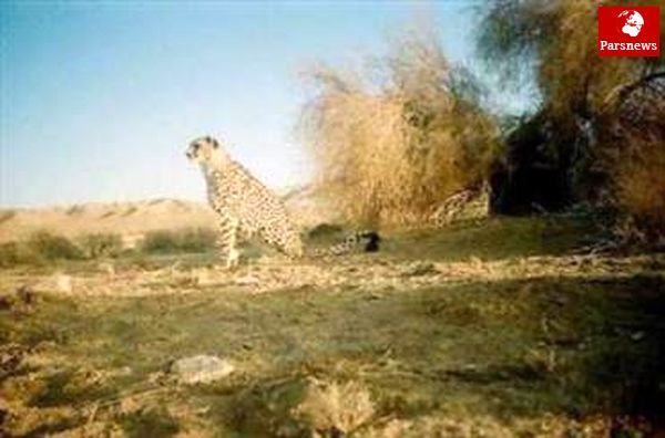 آغاز اکتشاف نفت در پارک ملی کویر