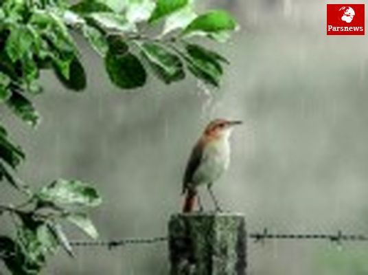 ارتفاع بارشها آب رفت