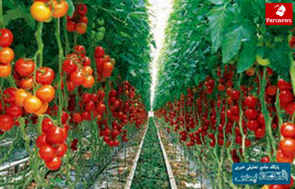 کاهش قیمت گوجه فرنگی و پیاز