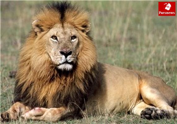 فرار شیر دست آموز از برج میلاد