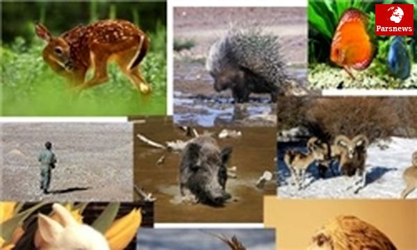 شکار گونههای جانوری به دنبال افزایش قیمت گوشت
