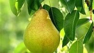 گلابی شاهی می‎کند