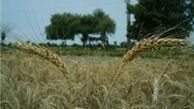 سوتی رسانه ملی در نرخ گندم