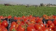  گوجه فرنگی لاکچری شد