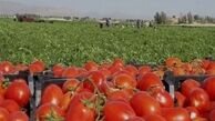  گوجه فرنگی لاکچری شد