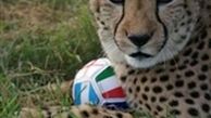لباس تیم ملی فوتبال ایران با طرح یوز پلنگ آسیایی