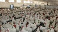 مرغ درب مرغداری ۶۰۰ تومان زیر قیمت