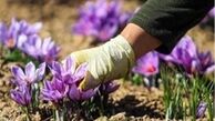 خروج "پیاز زعفران" از کشور ممنوع شد
