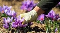 سرخی طلای ایرانی کمرنگ تر از دیروز