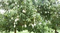  برداشت انبه نارس 10 درصد بیشتر از سال گذشته