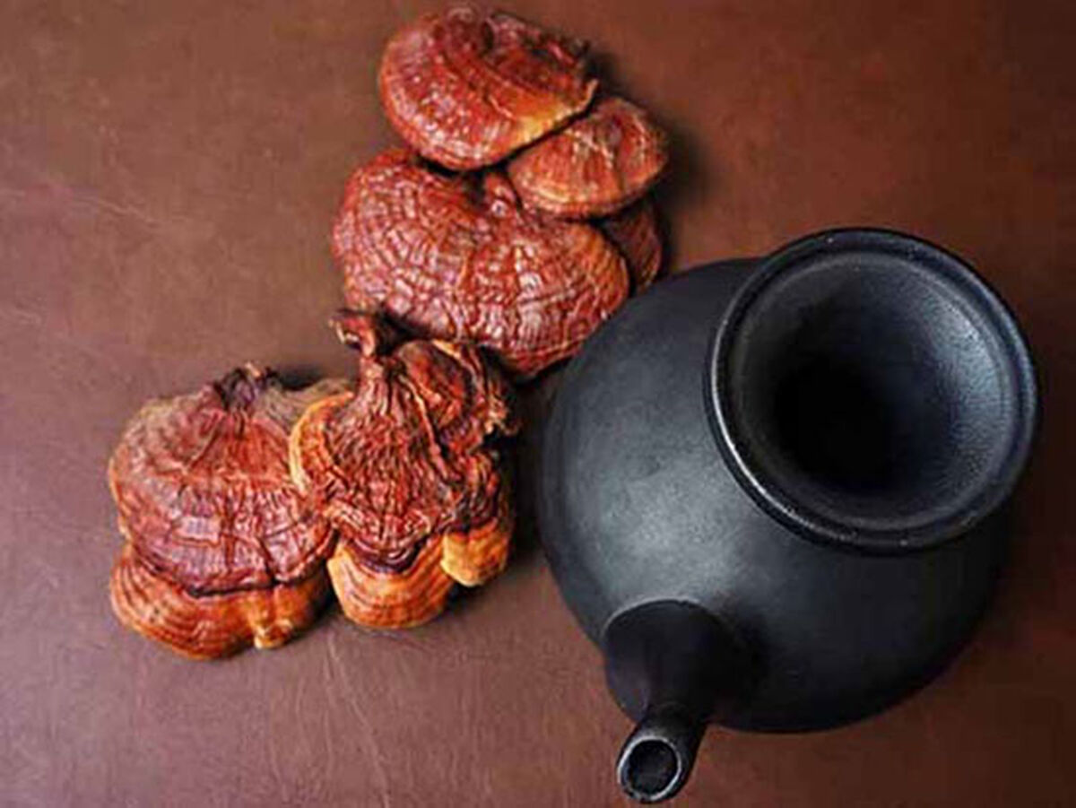 چای گانودرما وخواص شگفت انگیز آن