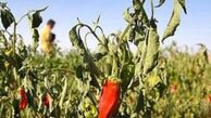 خانم ها با این ادویه به جنگ سرطان سینه بروند