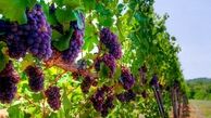 سرمایه گذاری 350 میلیارد تومانی یک سرمایه گذار در مریوان