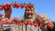 تصویر بامزه پیرزن در مزرعه زرشک