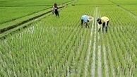 معمای حل نشده واردات برنج