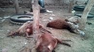 زندگی روی گور بهداشت!/ لاشه های رها شده در معابر
