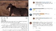 لاف یوزپلنگی آقای شکارچی و گاف سازمان محیط زیست