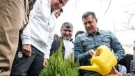 درختکاری دایی و کی‌روش
