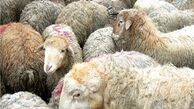 تعیین ۲۹ مرکز عرضه بهداشتی دام در روز عرفه و عید قربان