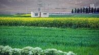 گیاهی که روغن آن را می‌خوریم