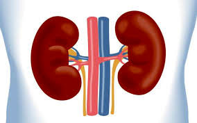 پاک‌سازی کلیه‌ها با پیروی از فهرستی خوش‌‌رنگ و لعاب
