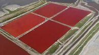 قرمز شدن رنگ دریاچه نمک + فیلم