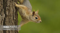 سنجاب قرمز ایرانی+ تصاویر