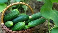 رژیم لاغری با خیار فقط در 7 روز !
