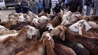 وزارت کشاورزی بخشنامه ممنوعیت صادرات دام زنده را ابلاغ کرد