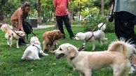 جزئیات طرح مجلس برای ممنوعیت  سگ‌گردانی