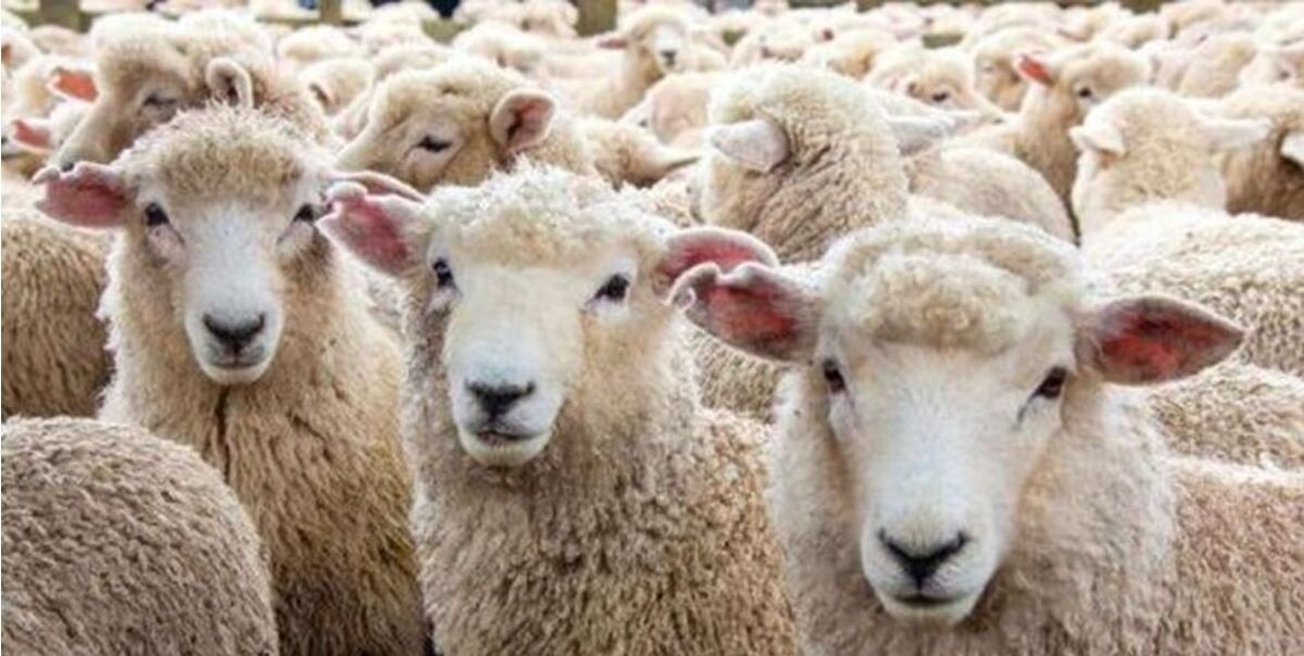 ویژگی مراکز نمونه و خرید گوسفند زنده در تهران