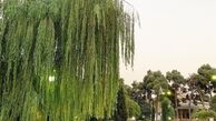 حادثه جالب برای مهراوه شریفی نیا در اتوبان مدرس
