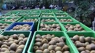 روسیه اولین مقصد کیوی های صادراتی ایران 