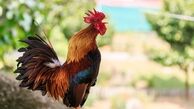 طبع گوشت خروس و خواص آن 
