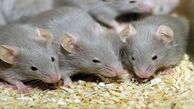 یک دختر نوجوان، غذای موش های صحرایی شد