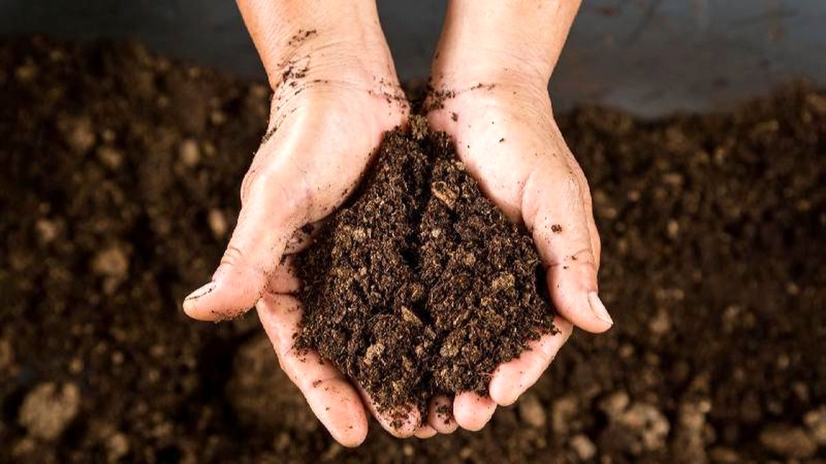 کوکوپیت چیست و برای چه گیاهانی مناسب است؟