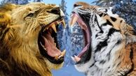 دعوای شدید بین ببر و شیر نر+ فیلم