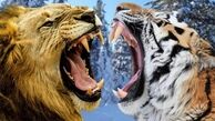 دعوای شدید بین ببر و شیر نر+ فیلم