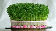 برای هفت سین گندم بکاریم یا نه؟