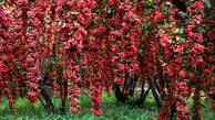  خواص زرشک در طب سنتی