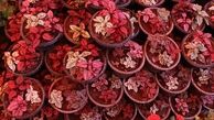کاشان در بین صادرکنندگان "گل"در جهان ایران مقام هفتم را دارا می‌باشد