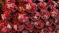 کاشان در بین صادرکنندگان "گل"در جهان ایران مقام هفتم را دارا می‌باشد