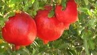 آغاز برداشت انار ترش باغات ساوه