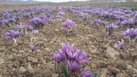 قاچاقچیان افغانی و چینی به سراغ زعفران رفتند/ دستاوردی دیگر از دولت یازدهم؛ قاچاق مرغوبترین کالای کشاورزی