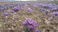 قاچاقچیان افغانی و چینی به سراغ زعفران رفتند/ دستاوردی دیگر از دولت یازدهم؛ قاچاق مرغوبترین کالای کشاورزی