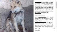 فروش «گرگ اهلی» یک میلیون تومانی در فضای مجازی!