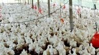 نرخ کنجاله سویا و ذرت در بازار 85 درصد افزایش یافت