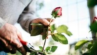 بهترین زمان قلمه زدن گل و گیاه ؛ روش قلمه زدن و تکثیر انواع گیاهان آپارتمانی