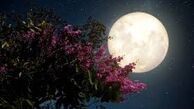  شب رفتنی است