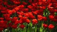 حرکت کاروان گل به مناسبت آغاز دهه فجر در خیابان های پایتخت